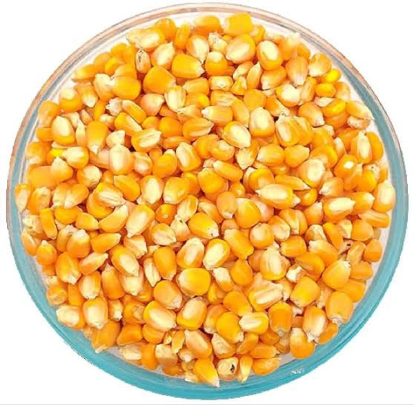 Maize (makka Cholam)